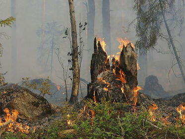 Extreme droogte leidt tot extreme natuurbranden