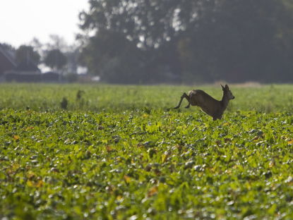 WNL Natuurmomenten: boswachter Tim Hogenbosch over reekalfjes