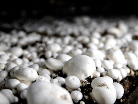 Bouwers maken brug van paddestoelen