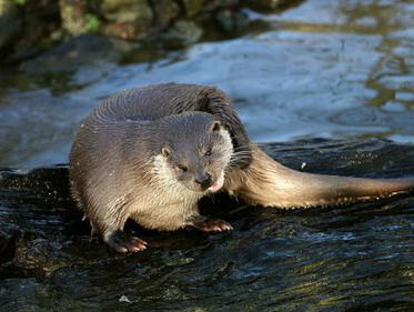 Bijzondere relatie met een otter