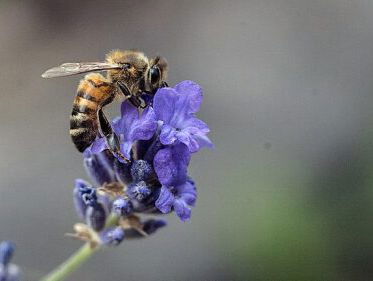 Nationale bijentelling