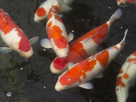 Koi Karper Show
