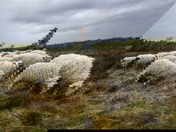 Hollandse wol moet uit de verbrandingsoven