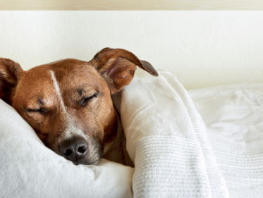 Hoe is het om in een hondenhotel te slapen?