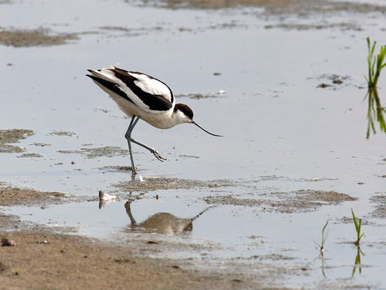 Marker Wadden, een wonderbaarlijk natuurverhaal