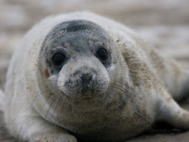 Overdadige zeehondenopvang