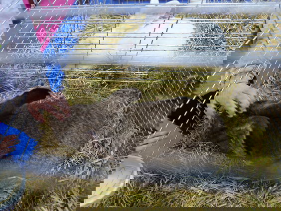 Mogen we straks nog een konijn in een hok houden?