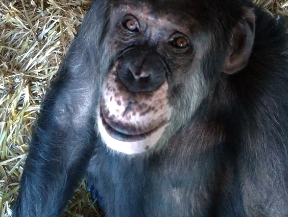 Stichting AAP haalt chimpansees op uit Frankrijk