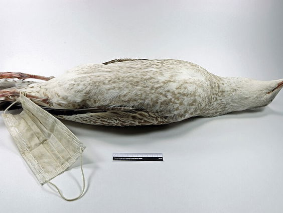 Foto van dode meeuw verstrikt in mondkapje opgenomen in Natuurhistorisch Museum Rotterdam