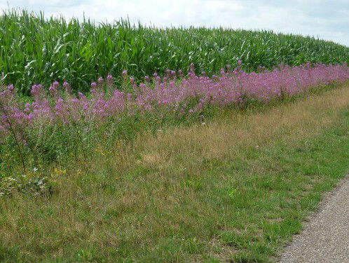 Handen af van de berm!