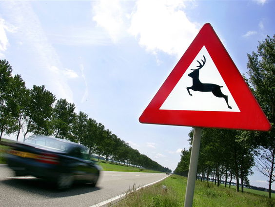 Het aantal wildaanrijdingen neemt de laatste tijd flink toe