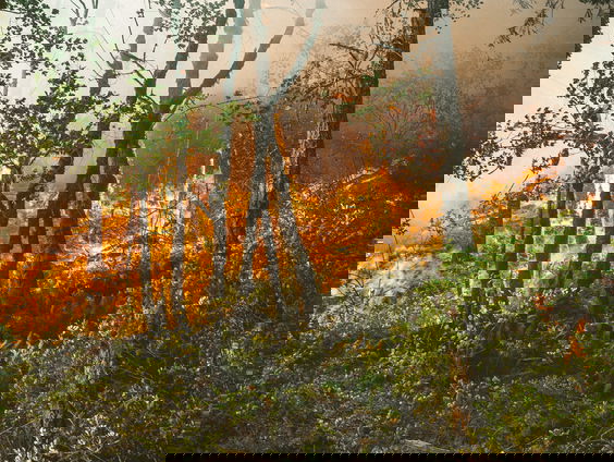 Een gebied vijf keer zo groot als Nederland staat in brand in Brazilië