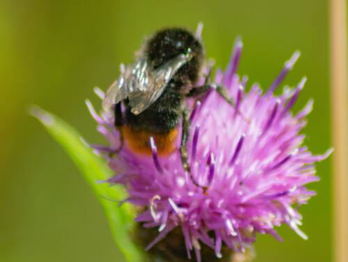 De wilde bij redden met Bee-Friendly