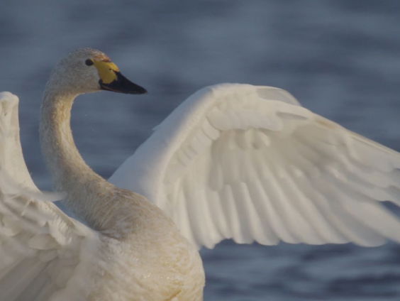 Boswachter maakt natuurmonoloog