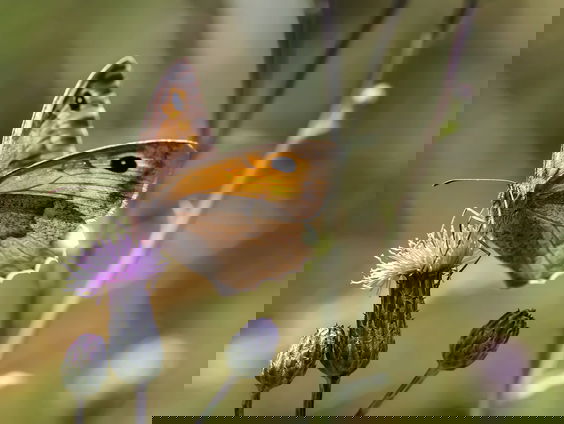 Bijzondere insecten in het buitenland