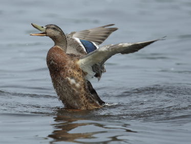 Met hoge temperaturen botulisme groot probleem voor watervogels
