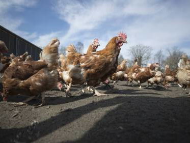 Hoe moeten we de vogelgriep aanpakken?