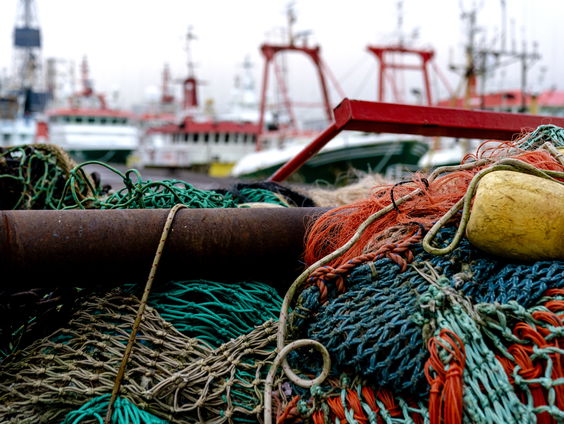 Zeeforel moet terugkeren in Noord-Nederland: 140 forellen uitgezet