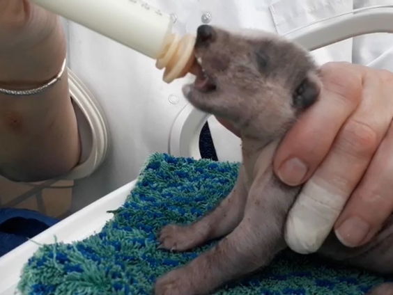 Limburgse dassen verweesd