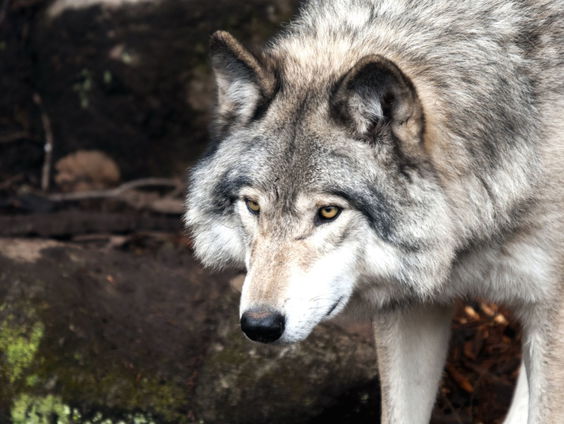 Wolf slaat toe in Ooijpolder: hoe kunnen we leven met deze nieuwkomer?