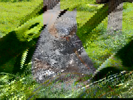 Bijzondere geboorte in Frankrijk: een panda-tweeling