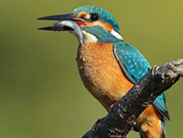 Vraagbaak: Hebben kleine vogeltjes goede ogen?