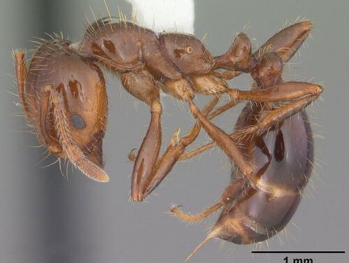 De onstuitbare Rode vuurmier