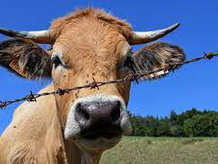 'Breng het aantal Natura 2000-gebieden terug, boeren worden tot wanhoop gedreven'