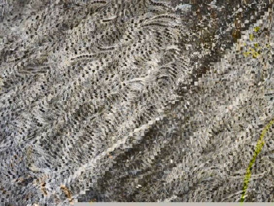 Eikenprocessierups als vissaus