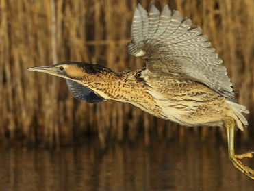 Vogelgeluiden in de nacht