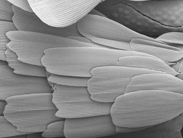 Fossielen van vroege vlinders gevonden