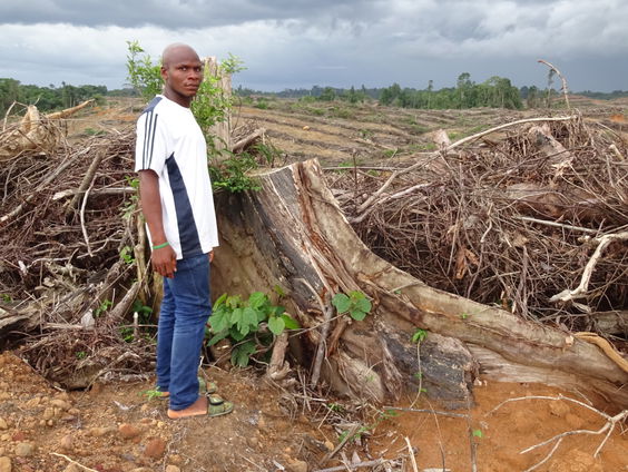 Grootschalige ontbossing in Liberia ook met Nederlands geld