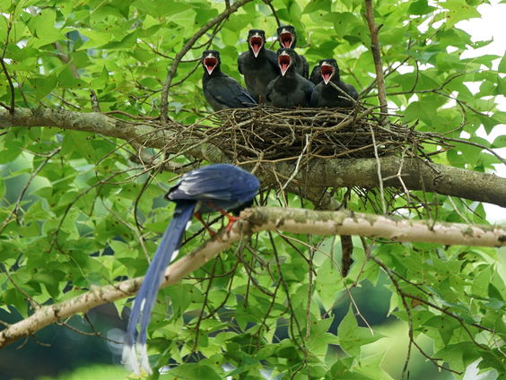 Taiwanese vogelaars niet langer Chinees