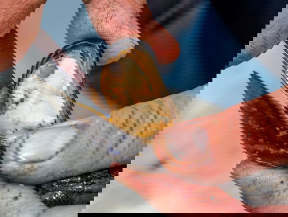 Hoe is Yerseke de hotspot voor de mossel geworden?