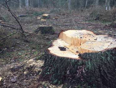 Verdwijnt het laatste Europese oerbos?