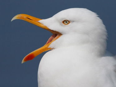Geluidencursus: welke meeuw hoor ik?