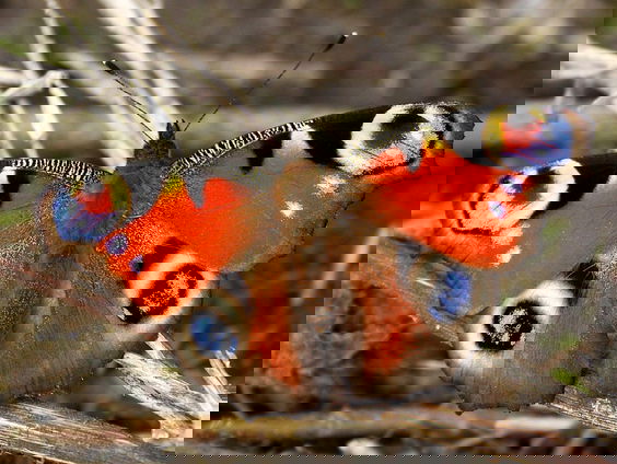 Fenolijn 21 november 2021