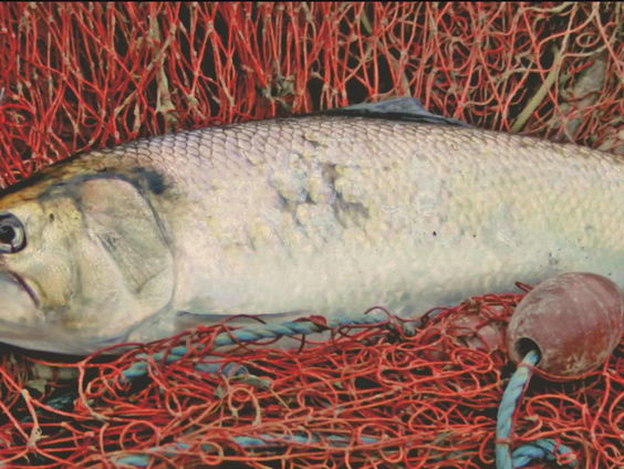 Waarom de trekvis niet aan zijn trekken komt