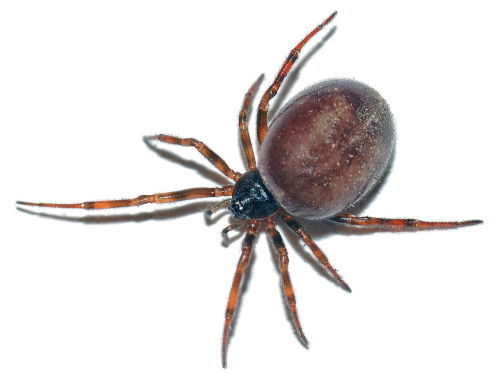 Zoek de koffieboonspin