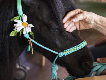 'Regels nodig voor inzet hulphonden en therapiepaarden'