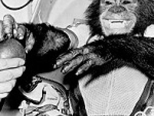 De Amerikaanse held 'Ham'