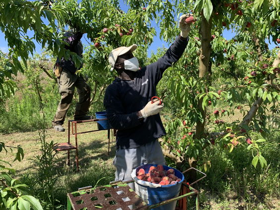 Red de Spaanse perzik