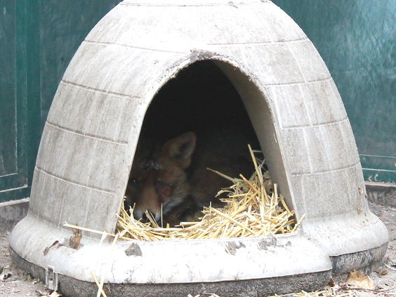 Vos vindt rust in hondenmand na centrum Amsterdam