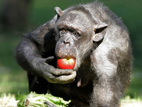 60 jaar geleden begon Jane Goodall met haar onderzoek naar chimpansees
