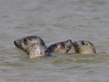 Zeehonden in beweging
