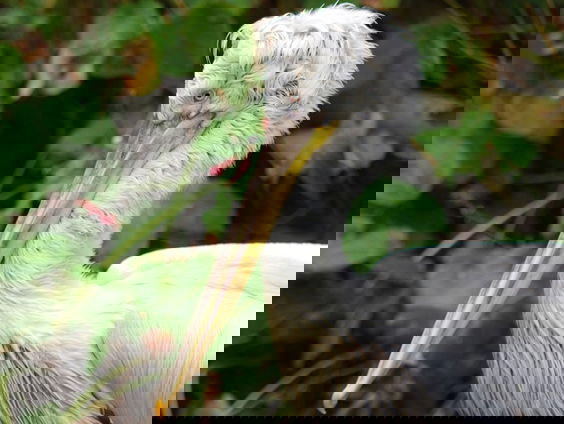 Kroeskoppelikaan weer in Nederland?!