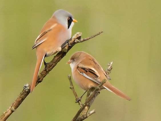 Waarom de baardman, baardman heet