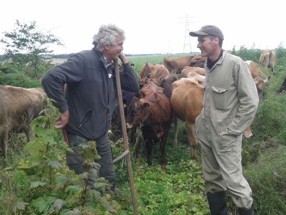 Grazende koeien in het bos