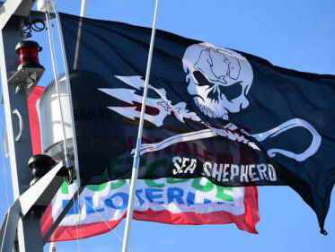 Sea Shepherd geeft jacht tegen Japanse walvisvloot op zee op