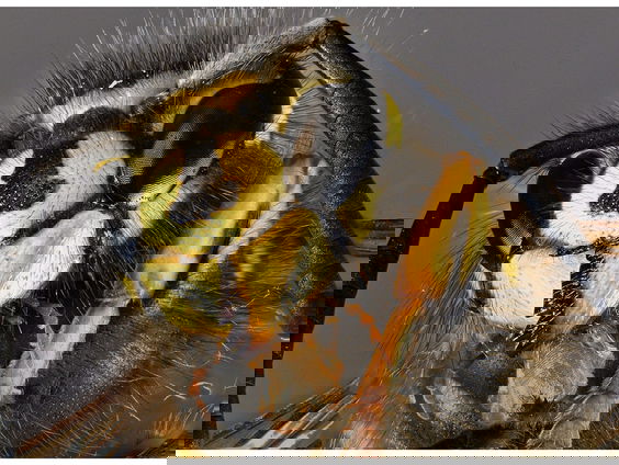 Wespenrijke zomer op komst: hoe kan dat?